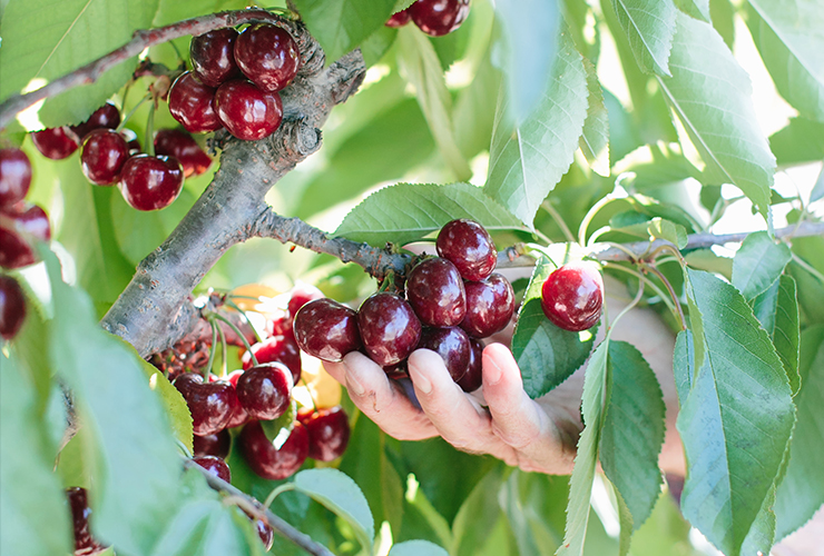 a hand cupping cherries growing from a tree