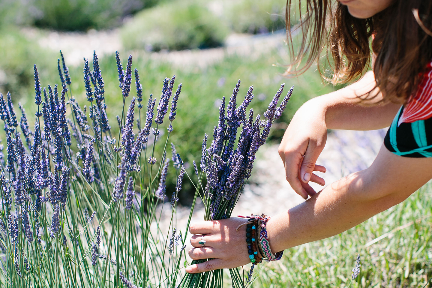 a woman picking lavender from a field
